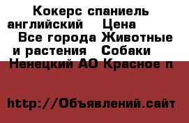 Кокерс спаниель английский  › Цена ­ 4 500 - Все города Животные и растения » Собаки   . Ненецкий АО,Красное п.